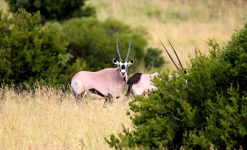 Letsatsi Game Lodge Smithfield Eksteriør billede