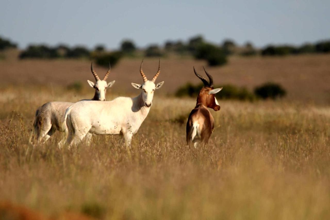 Letsatsi Game Lodge Smithfield Eksteriør billede