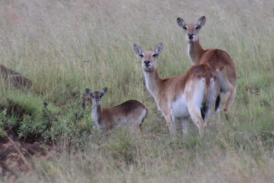 Letsatsi Game Lodge Smithfield Eksteriør billede