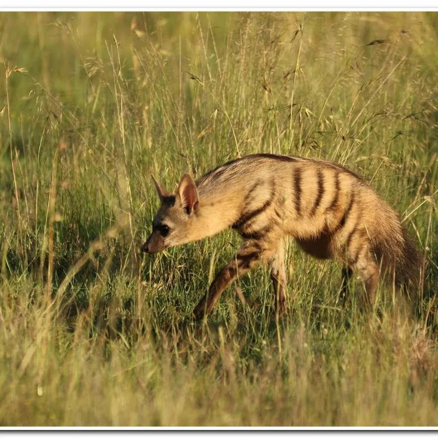 Letsatsi Game Lodge Smithfield Eksteriør billede