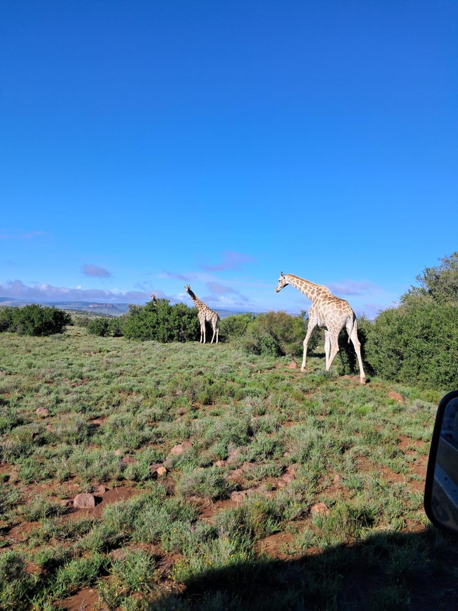 Letsatsi Game Lodge Smithfield Eksteriør billede