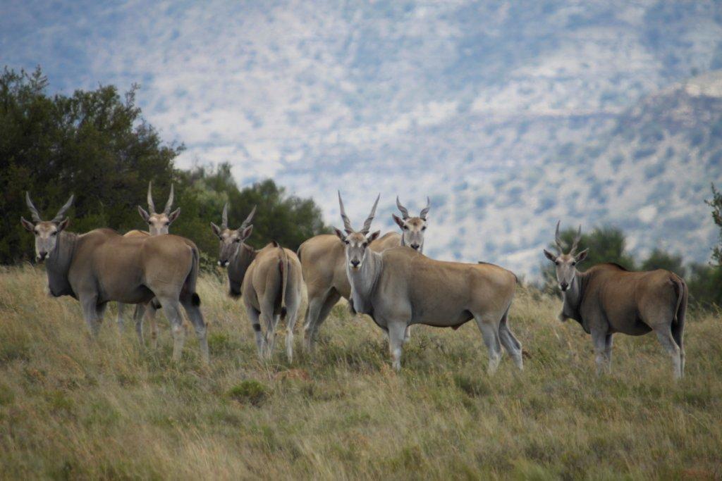 Letsatsi Game Lodge Smithfield Eksteriør billede